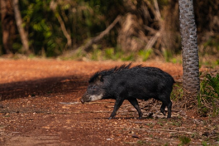 133 Zuid Pantanal, witlippekari.jpg